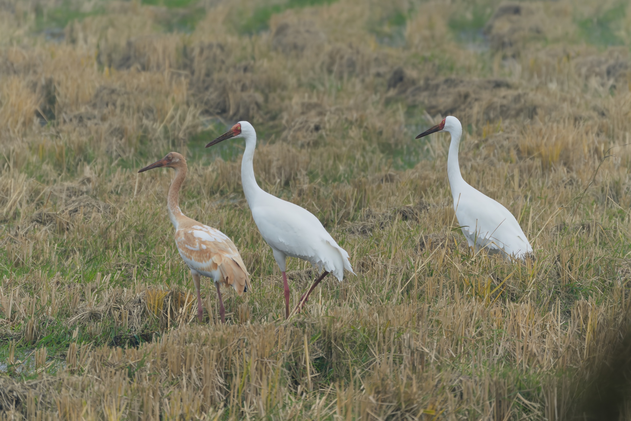 Siberian Crane