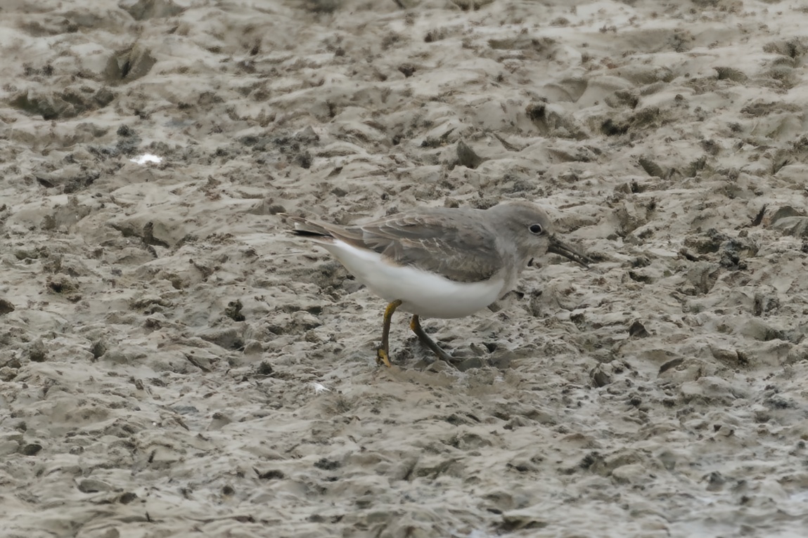 Temminck's Stint