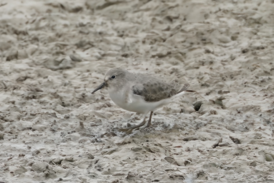 Temminck's Stint