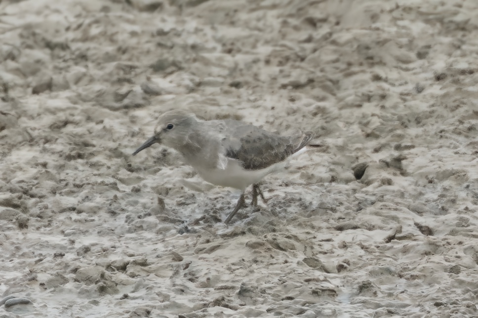 Temminck's Stint