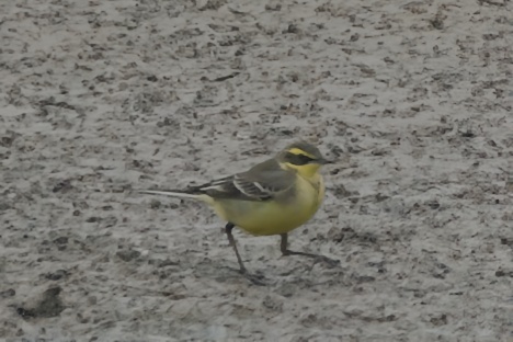 Eastern Yellow Wagtail