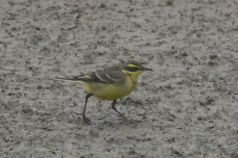 Eastern Yellow Wagtail