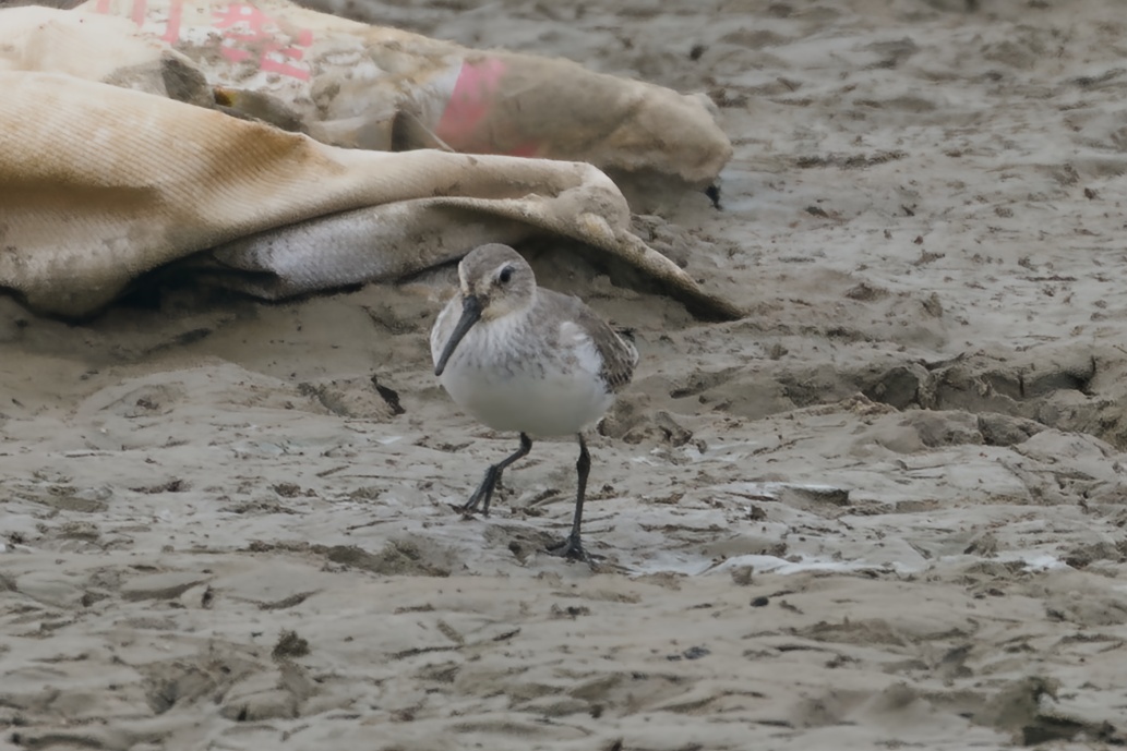 Dunlin