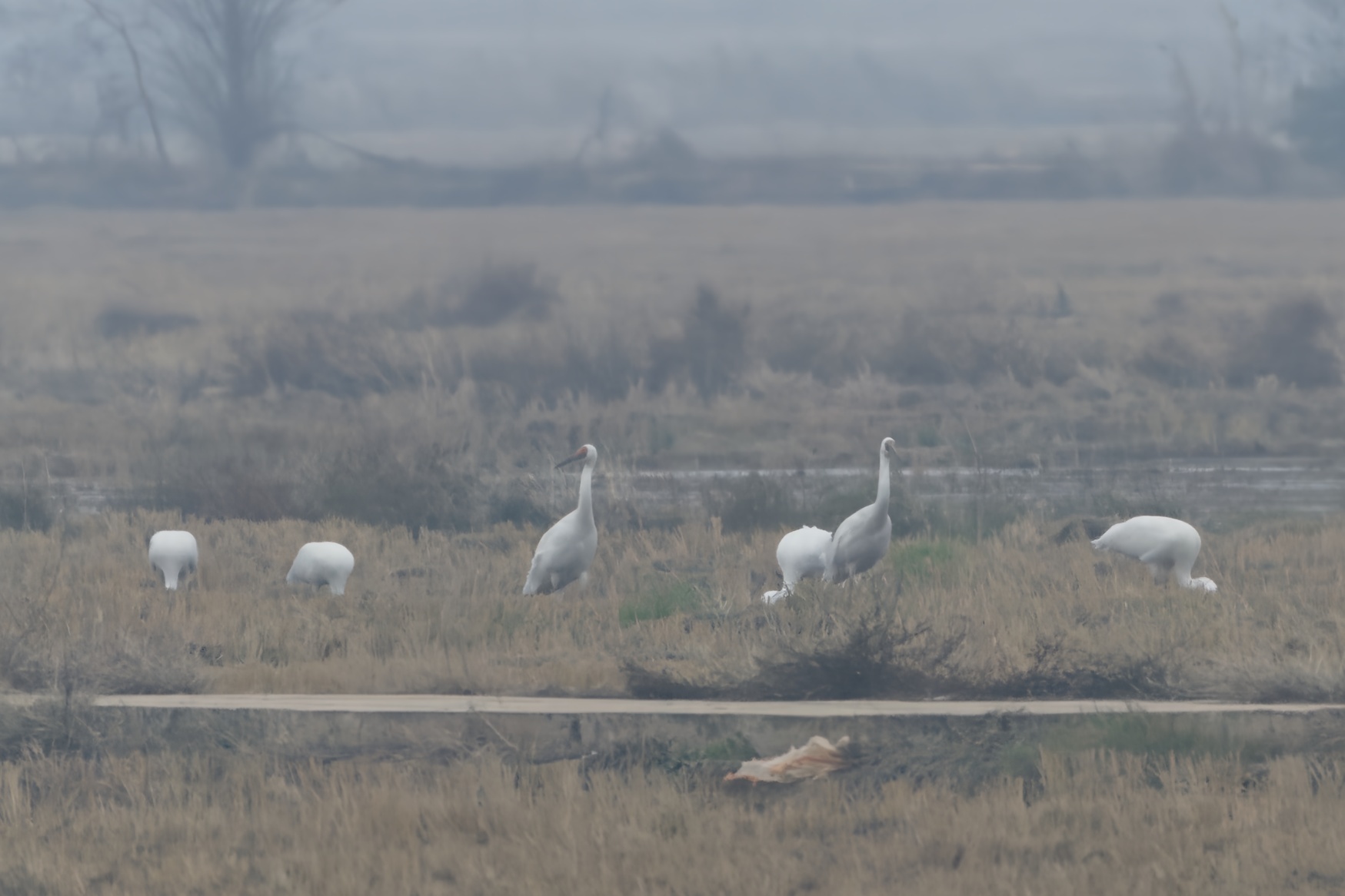 Siberian Crane