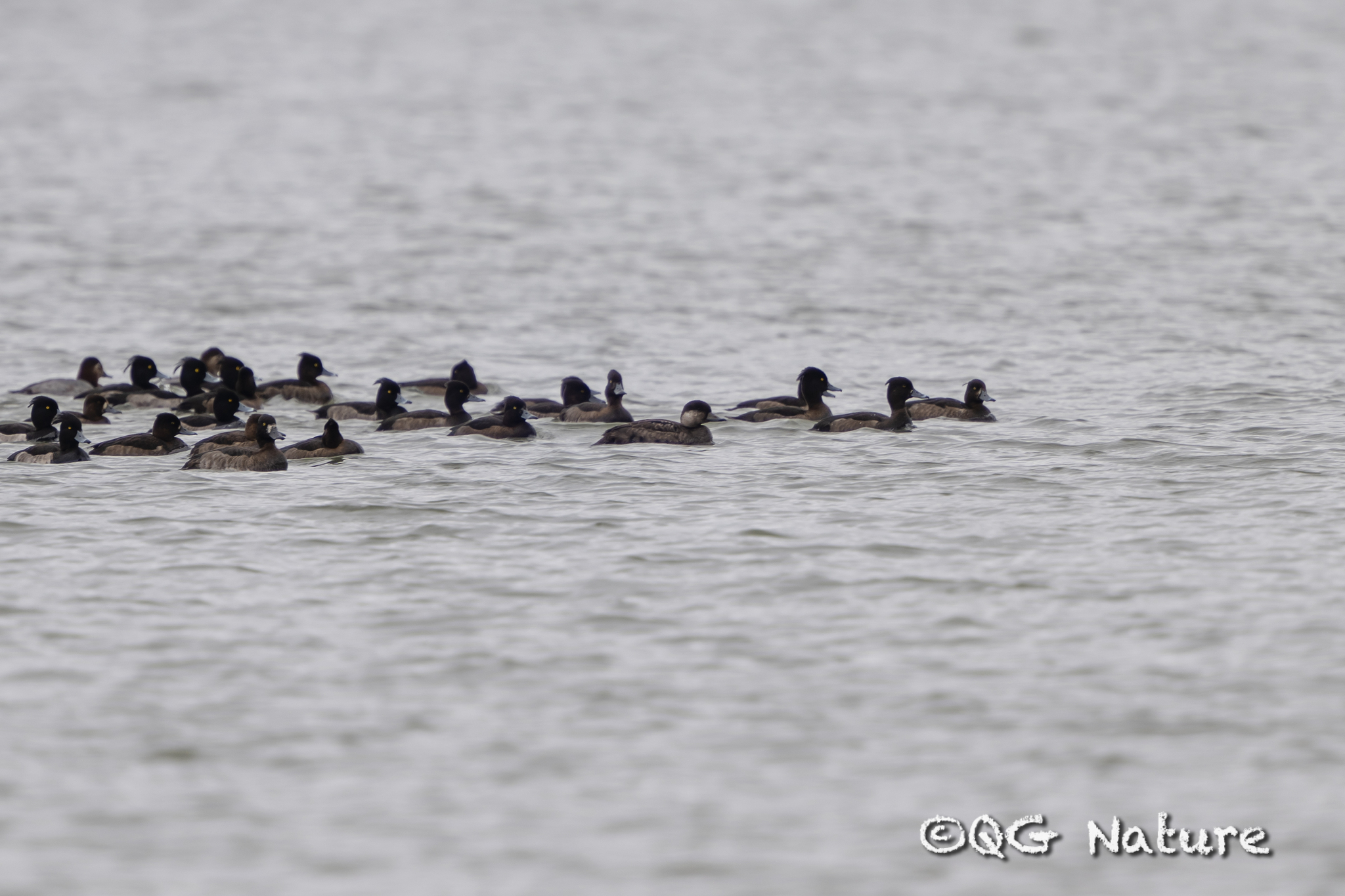 Black Scoter