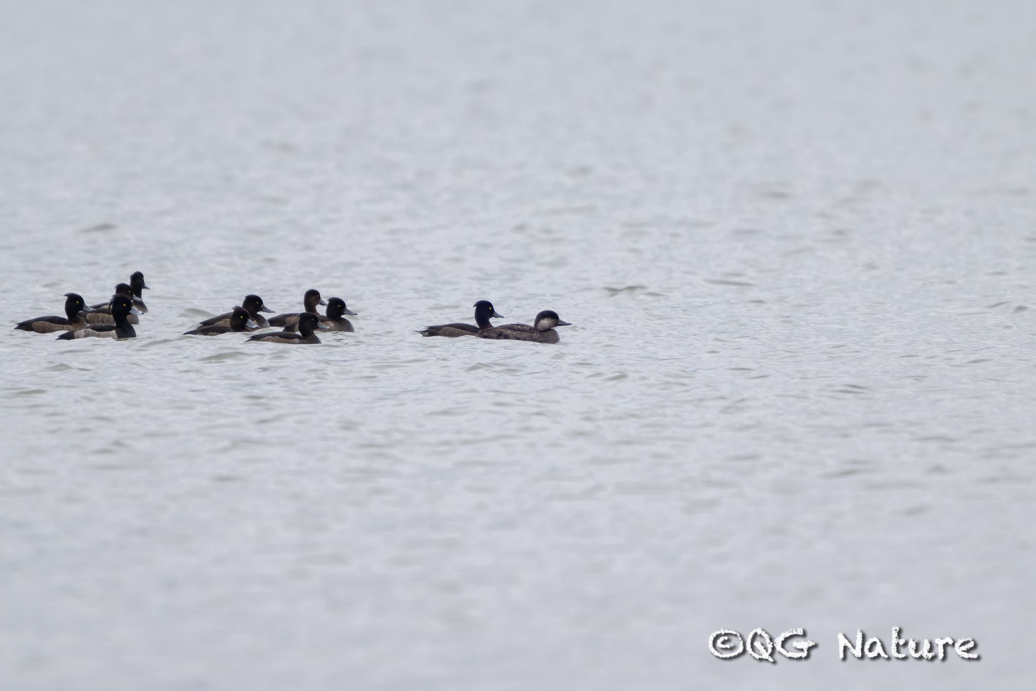 Black Scoter