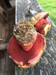 Rubroboletus