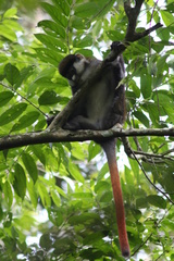 Cercopithecus ascanius schmidti