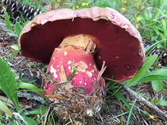 Rubroboletus