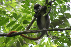 Cercopithecus ascanius schmidti