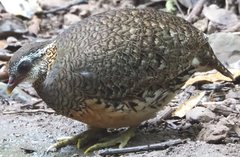 Tropicoperdix chloropus