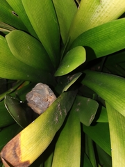 Palystes superciliosus
