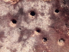 Inonotus cuticularis