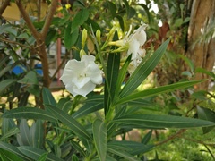 Nerium oleander