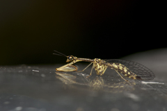 Necyla formosana