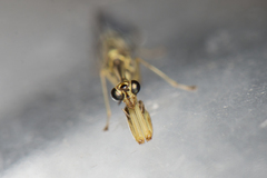 Necyla formosana