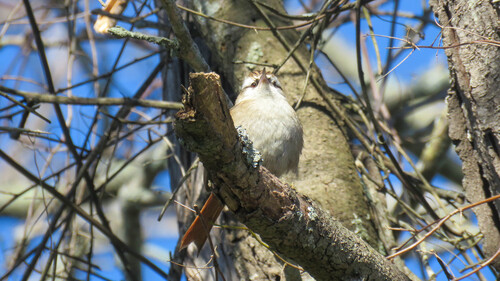 Stripe-crowned Spinetail (Cranioleuca pyrrhophia)