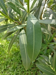 Nerium oleander
