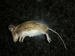 Kreb's African Fat Mouse photo 3
