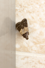 Hydrillodes nilgirialis