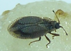 Acalypta parvula
