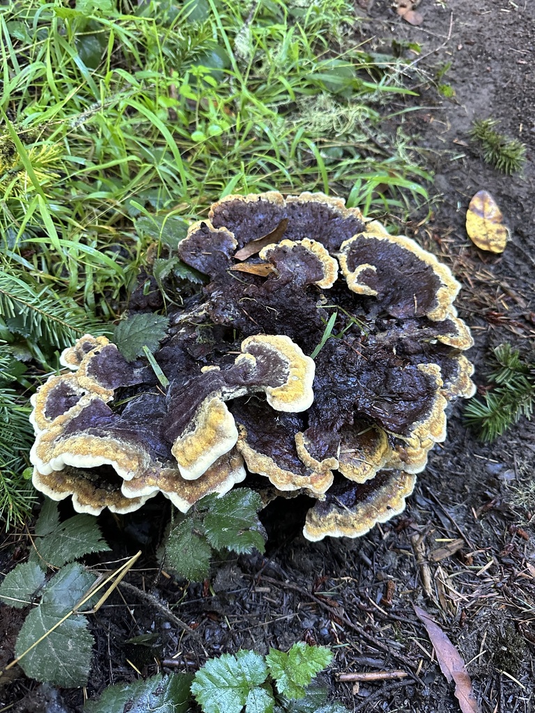 Phaeolus hispidoides · November 2025 · photo: © ocean_beach_goth (iNaturalist, cc-by)