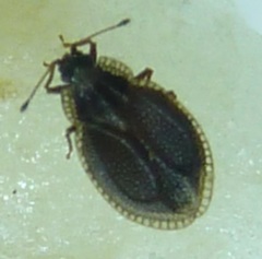 Acalypta parvula