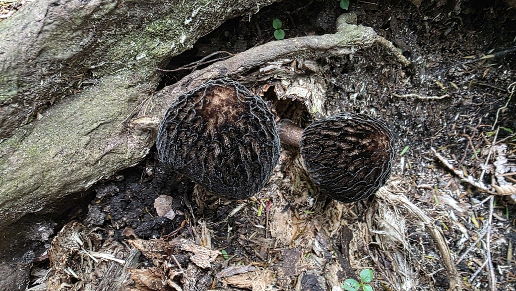 Pluteus perroseus · November 2025 · photo: © clarissa70 (iNaturalist, cc-by)