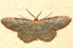 Idaea humiliata