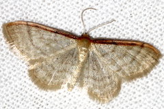 Idaea humiliata