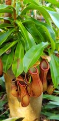 Nepenthes sanguinea