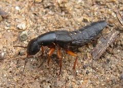 Dinothenarus badipes