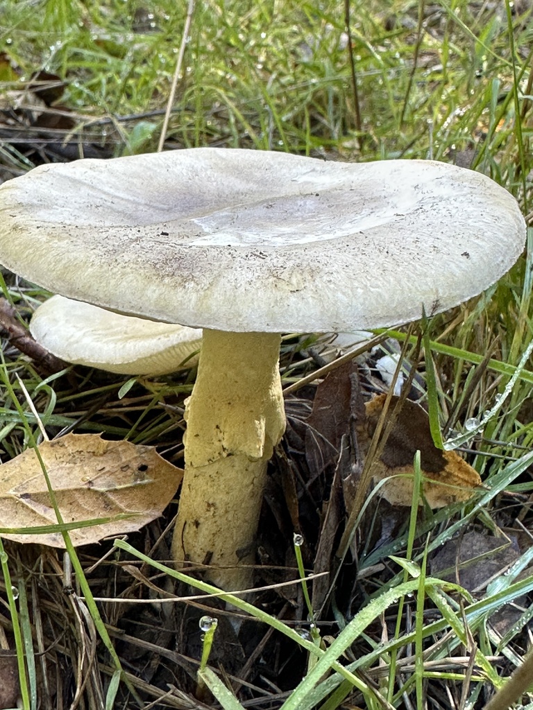 Amanita phalloides · November 2025 · photo: © ocean_beach_goth (iNaturalist, cc-by)