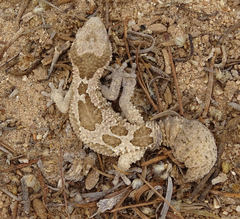 Pachydactylus rugosus