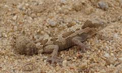 Pachydactylus rugosus