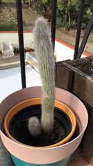 Cleistocactus strausii