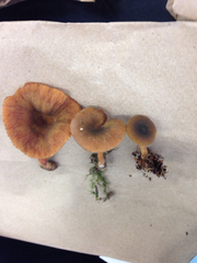 Lactarius fragilis