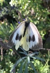 Pieris cheiranthi