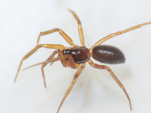 Walckenaeria antica