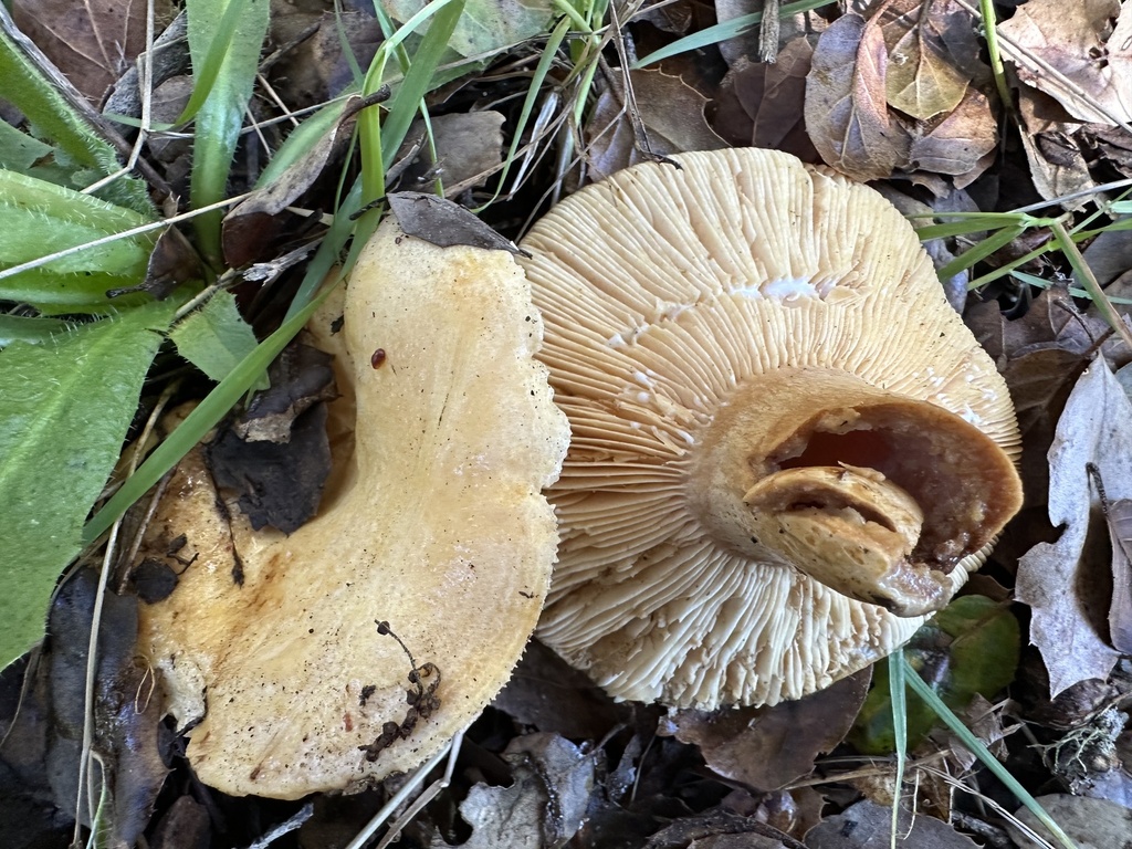 Lactarius alnicola · November 2025 · photo: © ocean_beach_goth (iNaturalist, cc-by)