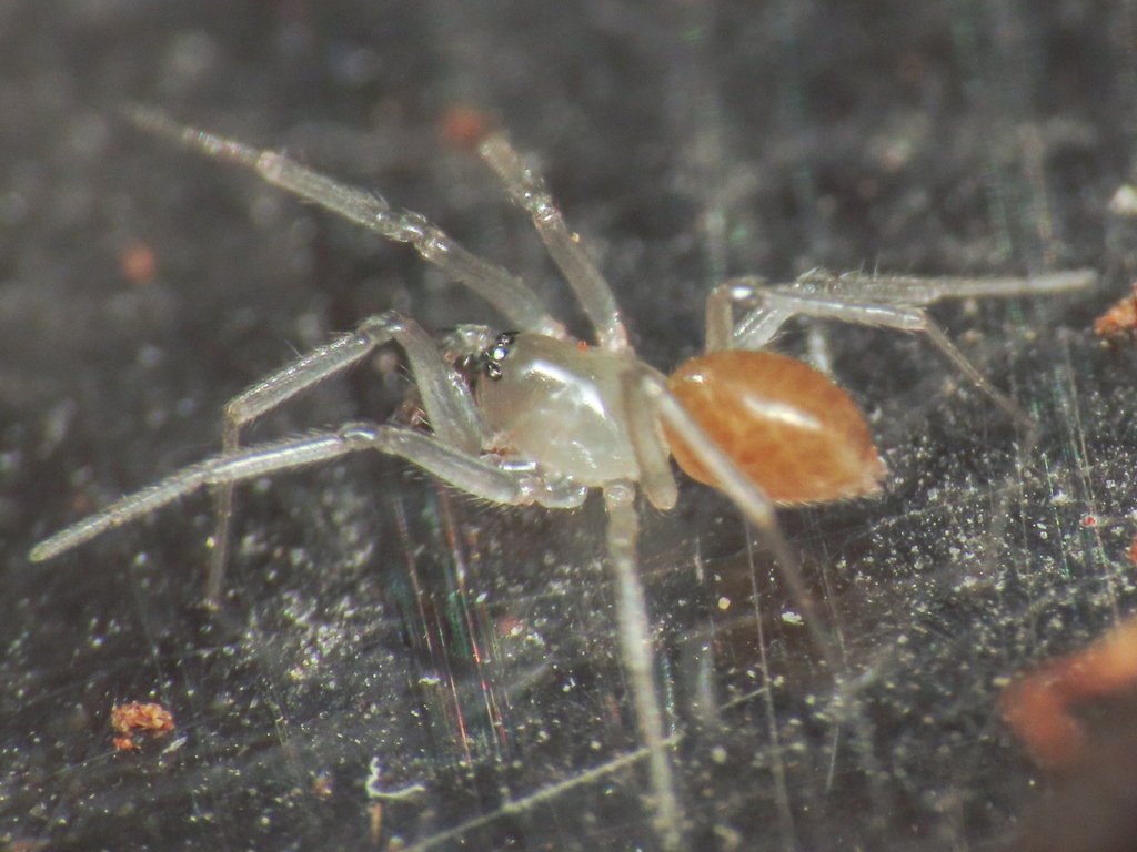 Serrated Tongue-spider