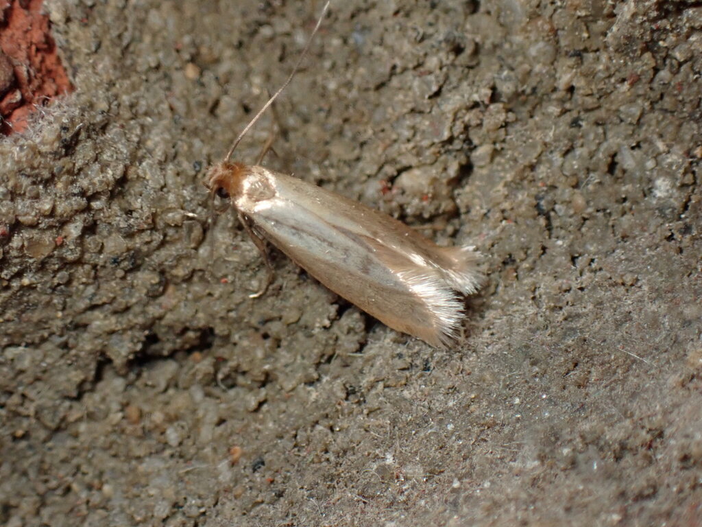 Common clothes moth (Tineola bisselliella)