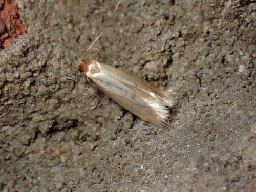 Common clothes moth