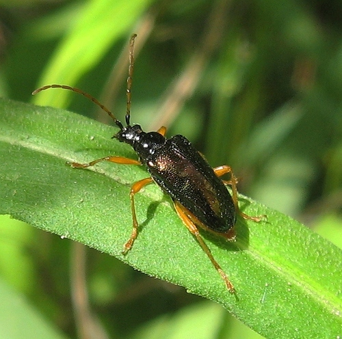 Orange-bellied Long-horned Beetle