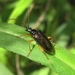 Pseudogaurotina abdominalis - Photo 由 Joe Bartok 所上傳的 (c) Joe Bartok，保留部份權利CC BY-NC
