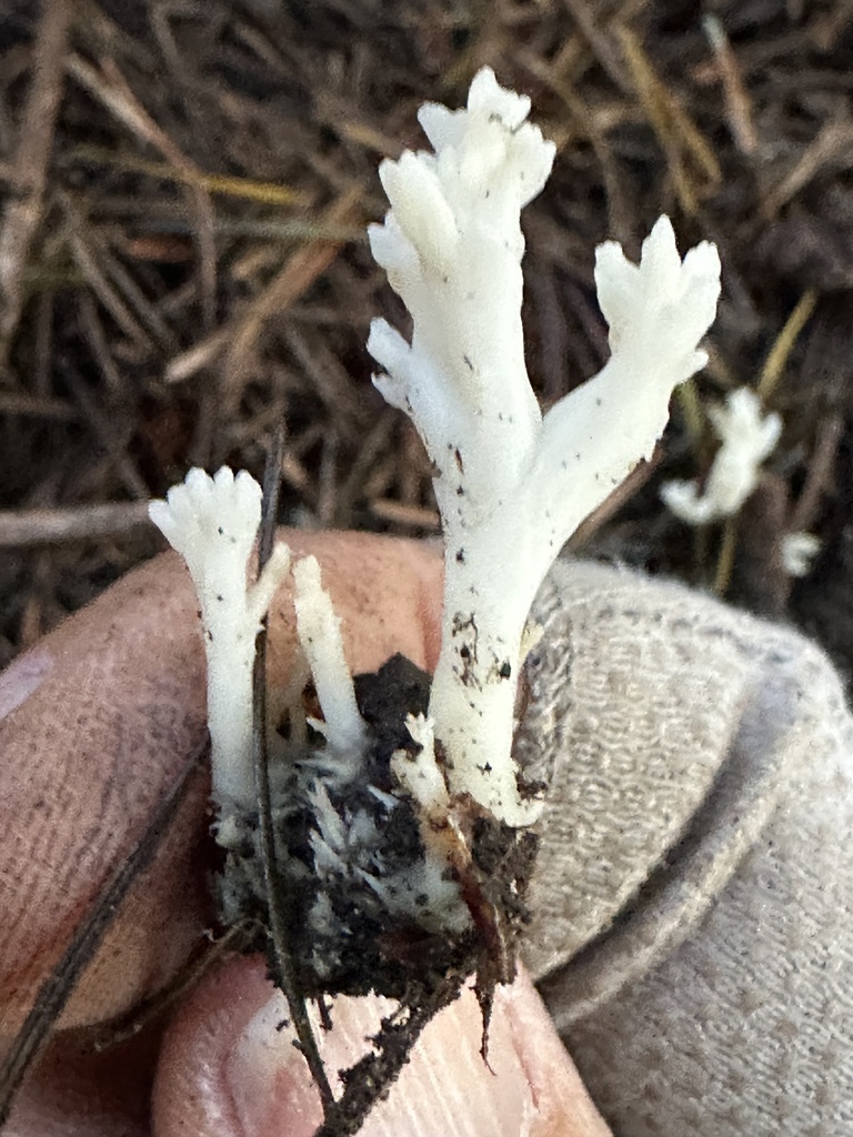 Clavulina rugosa · November 2025 · photo: © ocean_beach_goth (iNaturalist, cc-by)