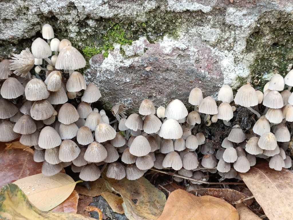 Coprinellus disseminatus · November 2025 · photo: © adam_leigh_ (iNaturalist, cc-by)