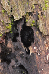 Chaetosphaerella phaeostroma