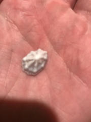 Hemitoma octoradiata