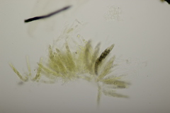 Chaetosphaerella phaeostroma